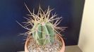Trichocereus terscheckii (Echinopsis)