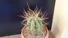 Trichocereus terscheckii (Echinopsis)