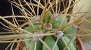 Trichocereus terscheckii (Echinopsis)