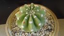 Echinopsis subdenudata =  Echinopsis ancistrophora