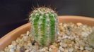Echinopsis hb. f. variegata