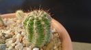 Echinopsis hb. f. variegata