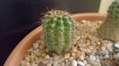 Echinopsis hb. f. variegata