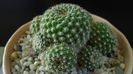 Rebutia krainziana = Rebutia marsoneri