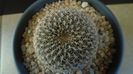 Rebutia arenacea