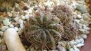 Lobivia cinnabarina = Echinopsis cinnabarina