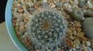 Rebutia steinmannii v. christinae