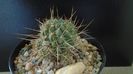 Lobivia aculeata = Echinopsis pentlandii