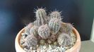 Lobivia (Echinopsis) aurea v. shaferi