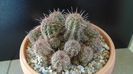 Lobivia (Echinopsis) aurea v. shaferi