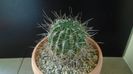 Lobivia jajoiana cv. anemone = Echinopsis marsoneri