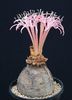 Ammocharis tinneana