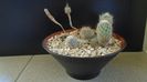 Grup de 6 Turbinicarpus