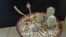 Grup de 6 Turbinicarpus