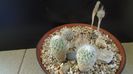 Grup de 6 Turbinicarpus