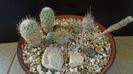 Grup de 6 Turbinicarpus