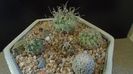 Grup de 5 Turbinicarpus