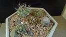 Grup de 5 Turbinicarpus