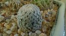 Turbinicarpus valdezianus, MM 96, Zacatecas, Mx