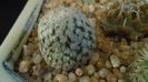 Turbinicarpus valdezianus, MM 96, Zacatecas, Mx