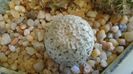 Turbinicarpus valdezianus, MM 96, Zacatecas, Mx