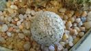 Turbinicarpus valdezianus, MM 96, Zacatecas, Mx
