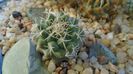Turbinicarpus hb. gracilis x lophophoroides
