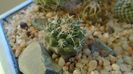 Turbinicarpus hb. gracilis x lophophoroides