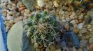 Turbinicarpus hb. gracilis x lophophoroides