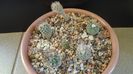 Grup de 6 Turbinicarpus