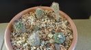 Grup de 6 Turbinicarpus