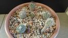 Grup de 6 Turbinicarpus