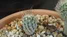 Turbinicarpus krainzianus