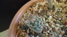 Turbinicarpus krainzianus