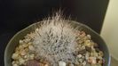 Gymnocactus beguinii = Turbinicarpus mandragora ssp. beguinii