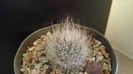 Gymnocactus beguinii = Turbinicarpus mandragora ssp. beguinii
