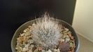 Gymnocactus beguinii = Turbinicarpus mandragora ssp. beguinii