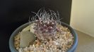 Turbinicarpus gracilis x jauernigii