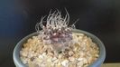 Turbinicarpus gracilis x jauernigii