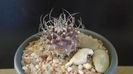 Turbinicarpus gracilis x jauernigii