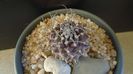 Turbinicarpus gracilis x jauernigii