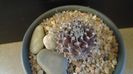 Turbinicarpus gracilis x jauernigii