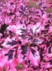 fagus sylvatica purpurea tricolor