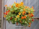 Tropaeolum majus Nova Zembla Mix-6 seminte-5 lei
