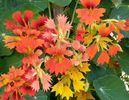 Tropaeolum majus Phoenix-6 seminte-5 lei