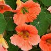 Tropaeolum majus Salmon Gleam-6 seminte-5 lei