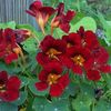 Tropaeolum minus Black Velvet-6 seminte-5 lei