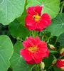 Tropaeolum minus Cherry RoseJewel-6 seminte-5 lei