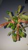 C. Schiedeana