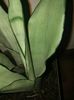Sansevieria moonshine